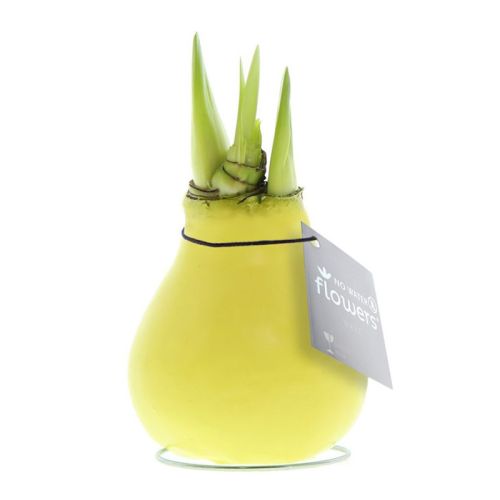 Amaryllis bulb in gift box - Image 15